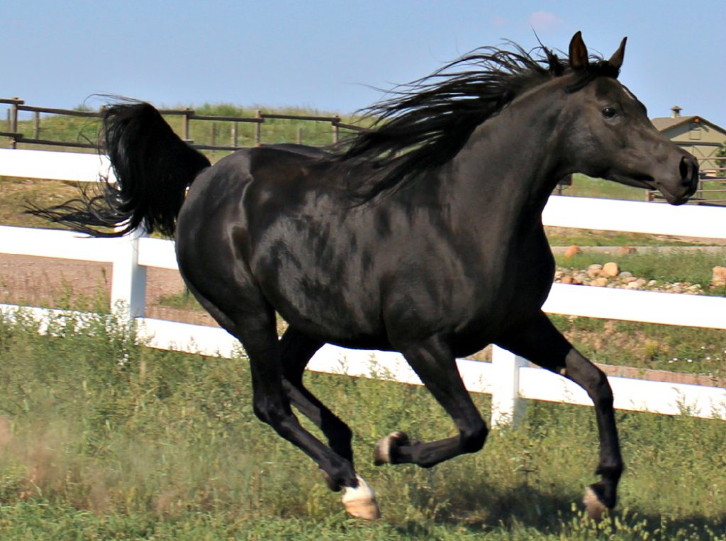 Black Arabian Running in a Pasture in Peyton Co