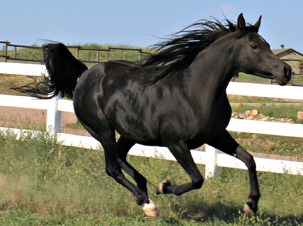 Black Beauty Rasia Sharouf