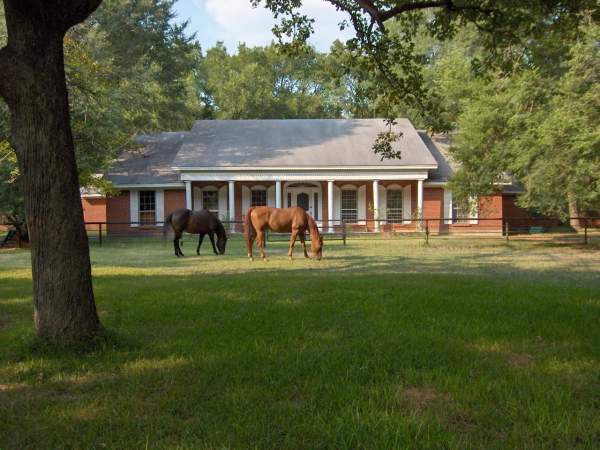 Street View of Home with Horse Grazing 