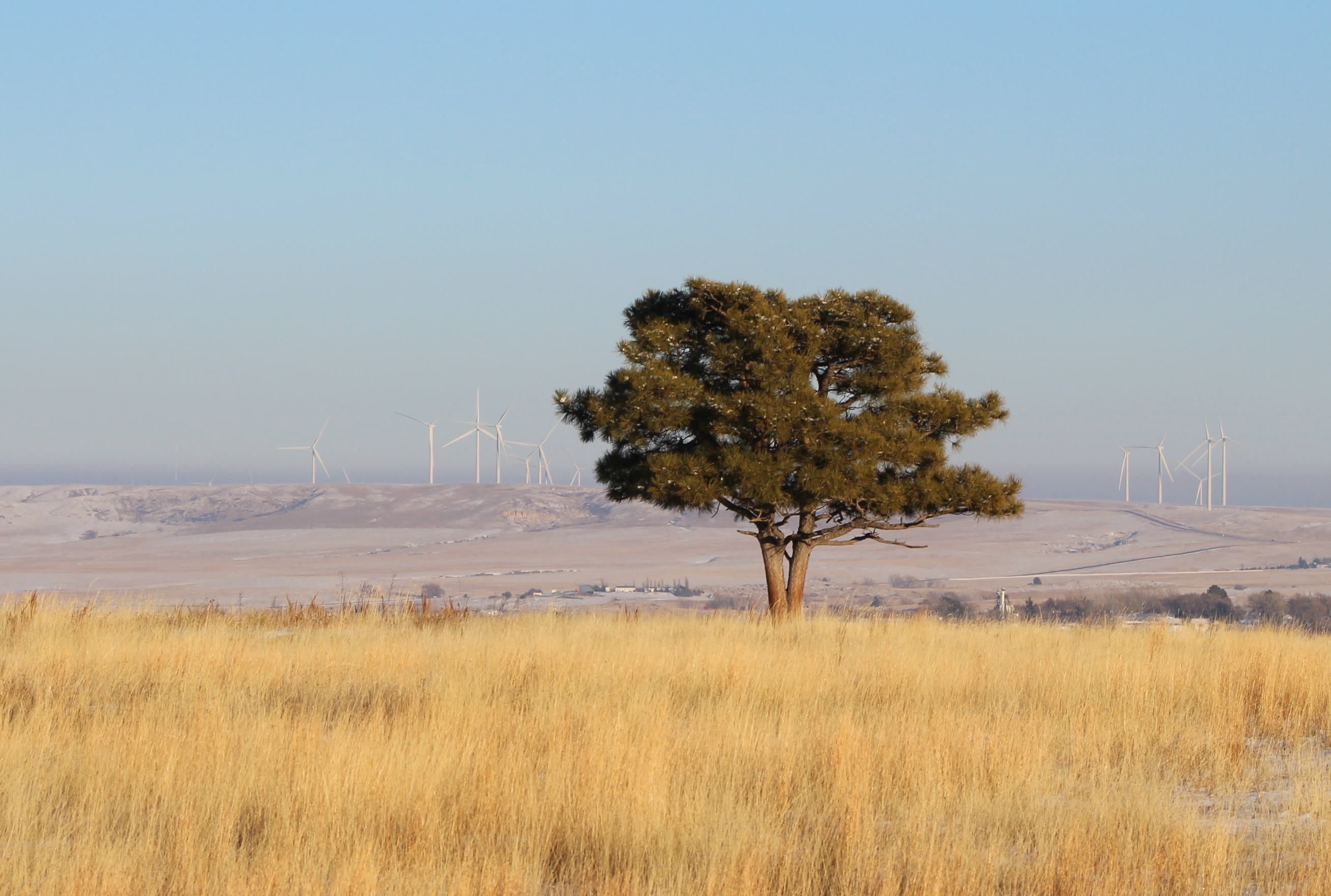 Tree and Wind Turbines